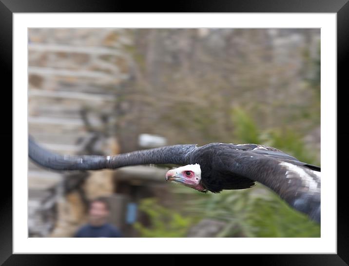 Flying Vulture Framed Mounted Print by Peter West