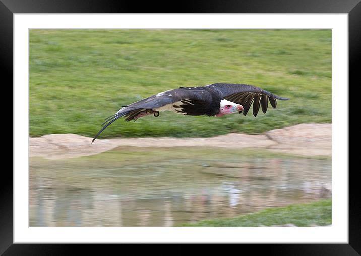 Vulture Framed Mounted Print by Peter West