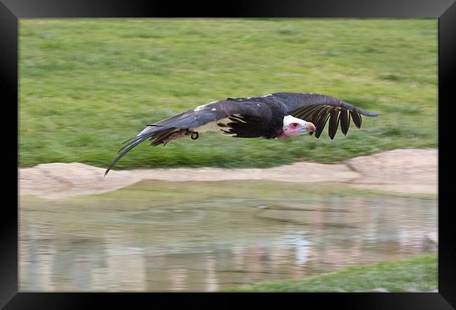 Vulture Framed Print by Peter West