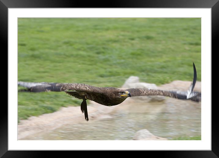 Eagle in flight Framed Mounted Print by Peter West