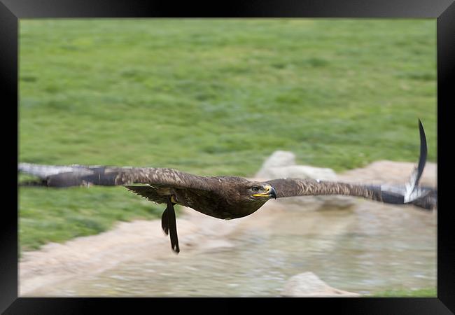 Eagle in flight Framed Print by Peter West