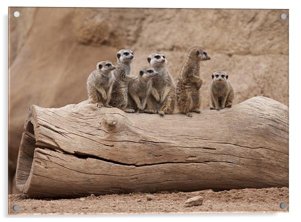 Meerkats Acrylic by Peter West