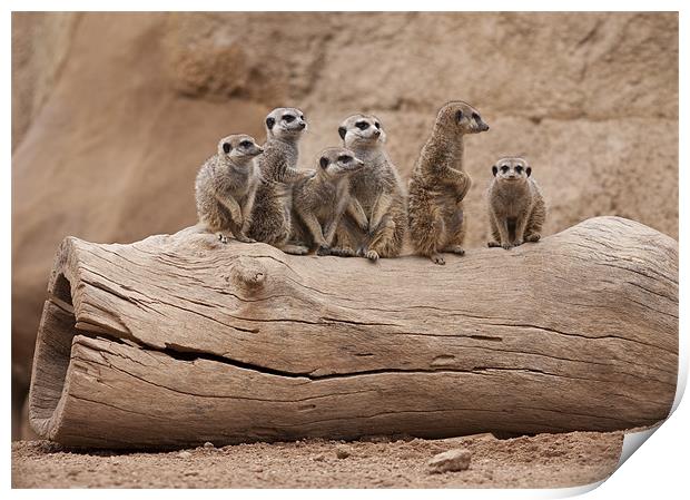 Meerkats Print by Peter West