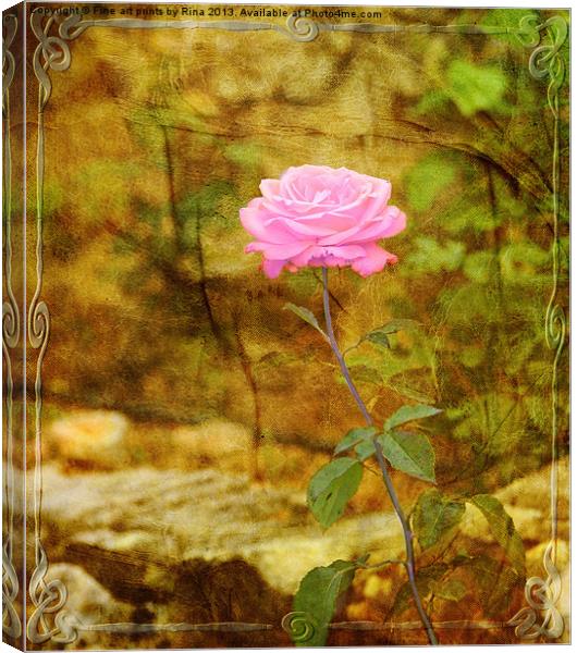 Le Rose Canvas Print by Fine art by Rina
