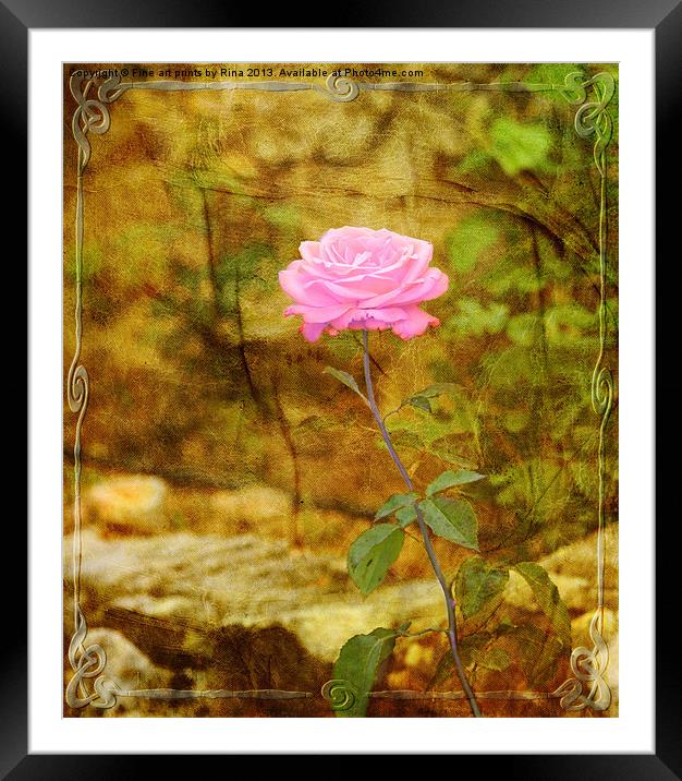 Le Rose Framed Mounted Print by Fine art by Rina