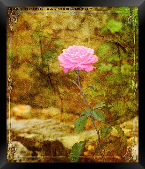 Le Rose Framed Print by Fine art by Rina