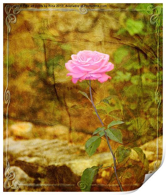 Le Rose Print by Fine art by Rina