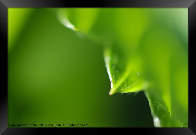 Leaves Up Close Framed Print by Sheetal 