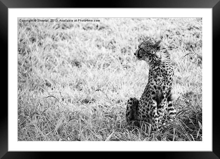 Cheetah Look Framed Mounted Print by Sheetal 