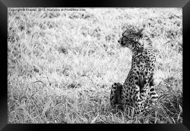 Cheetah Look Framed Print by Sheetal 