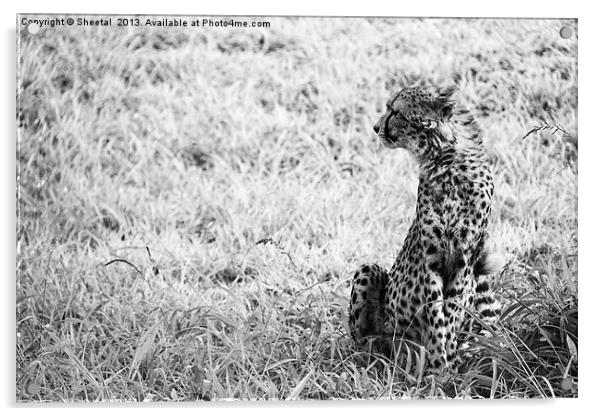 Cheetah Look Acrylic by Sheetal 