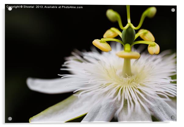 White Passiflora Acrylic by Sheetal 