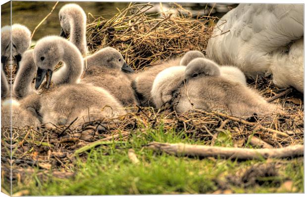 Cygnets Canvas Print by Simon West