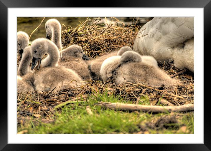 Cygnets Framed Mounted Print by Simon West