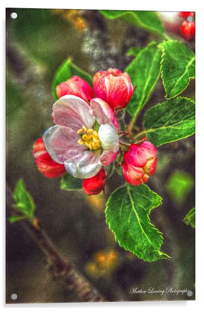 Apple Blossom Acrylic by Matthew Laming
