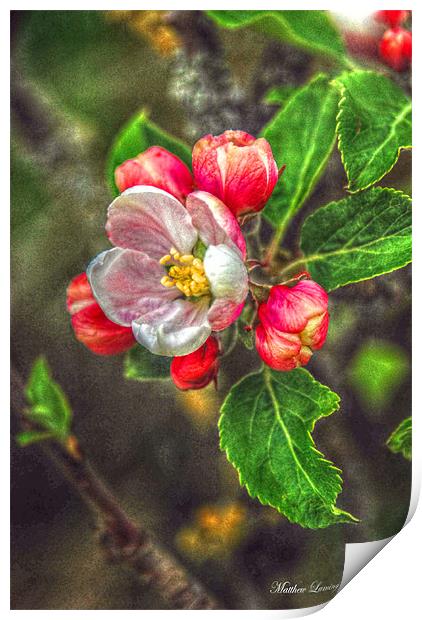 Apple Blossom Print by Matthew Laming