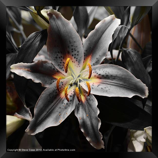 White Lily in Infra red Framed Print by Steve Cowe