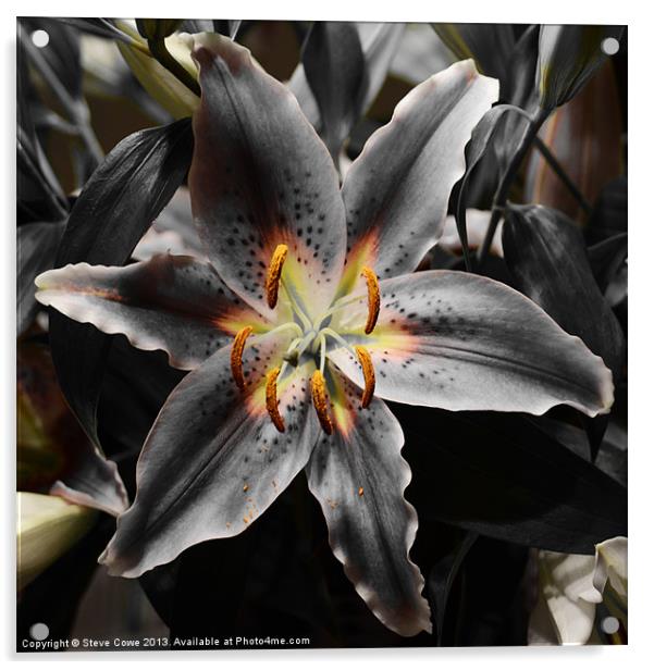 White Lily in Infra red Acrylic by Steve Cowe