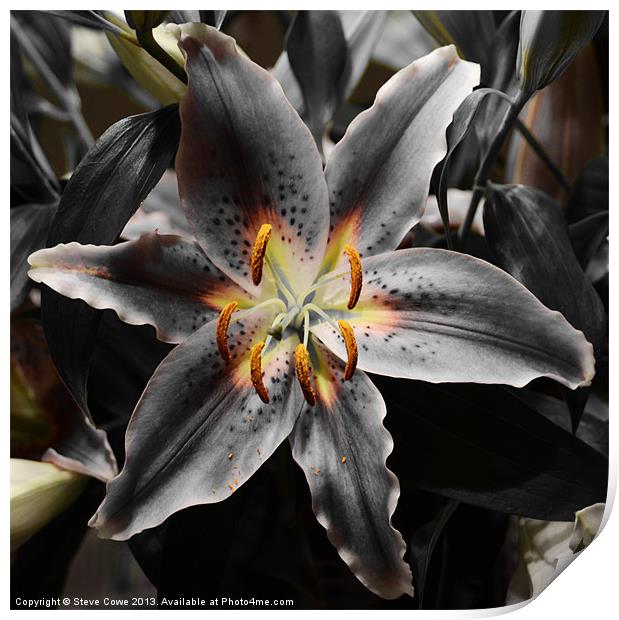 White Lily in Infra red Print by Steve Cowe