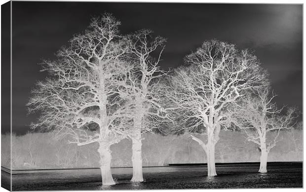 Trees In Flood Canvas Print by Clive Eariss