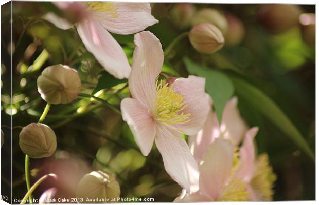 Pink Clematis Canvas Print by Mark Cake