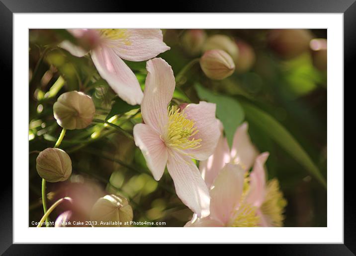 Pink Clematis Framed Mounted Print by Mark Cake