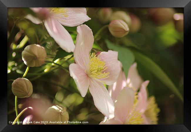 Pink Clematis Framed Print by Mark Cake