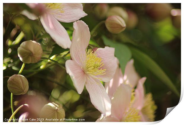 Pink Clematis Print by Mark Cake