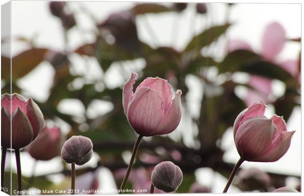 Clematis buds Canvas Print by Mark Cake