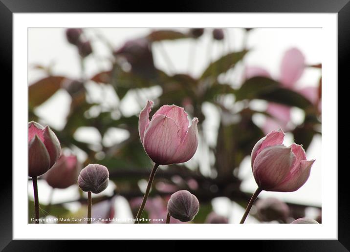 Clematis buds Framed Mounted Print by Mark Cake