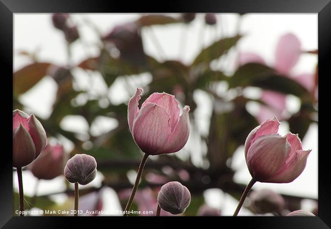 Clematis buds Framed Print by Mark Cake