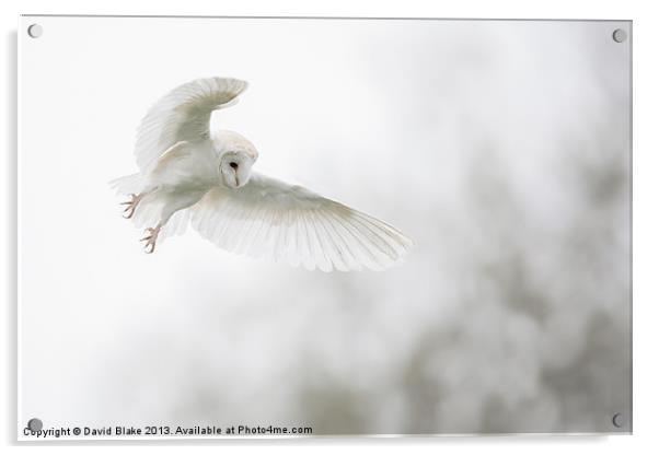 Owl in Flight Acrylic by David Blake