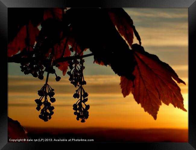 beauty of sunset Framed Print by dale rys (LP)