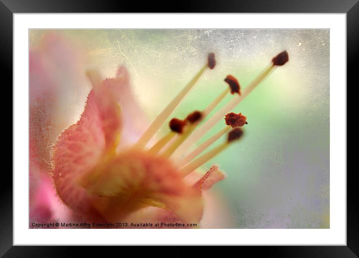 Chestnut flower Framed Mounted Print by Martine Affre Eisenlohr