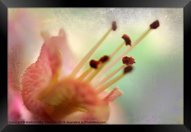 Chestnut flower Framed Print by Martine Affre Eisenlohr