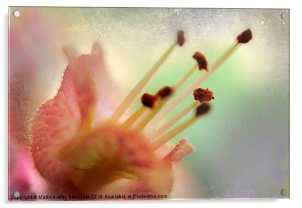 Chestnut flower Acrylic by Martine Affre Eisenlohr