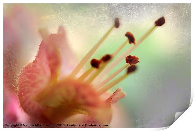 Chestnut flower Print by Martine Affre Eisenlohr