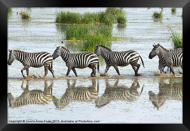Zebra Crossing Kenya Framed Print by Carole-Anne Fooks