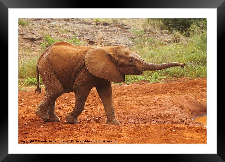 Little Elephant Looking For Food Framed Mounted Print by Carole-Anne Fooks