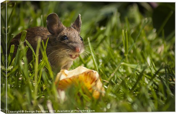 Field Mouse Eating an Apple Canvas Print by George Davidson