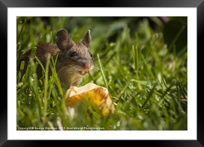 Field Mouse Eating an Apple Framed Mounted Print by George Davidson