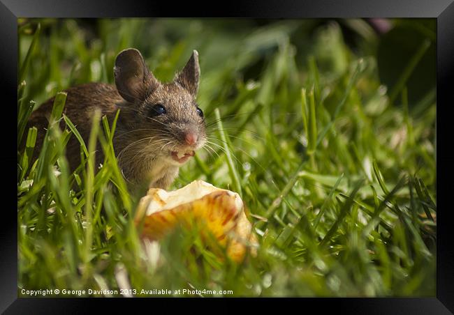 Field Mouse Eating an Apple Framed Print by George Davidson