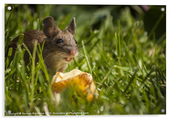 Field Mouse Eating an Apple Acrylic by George Davidson