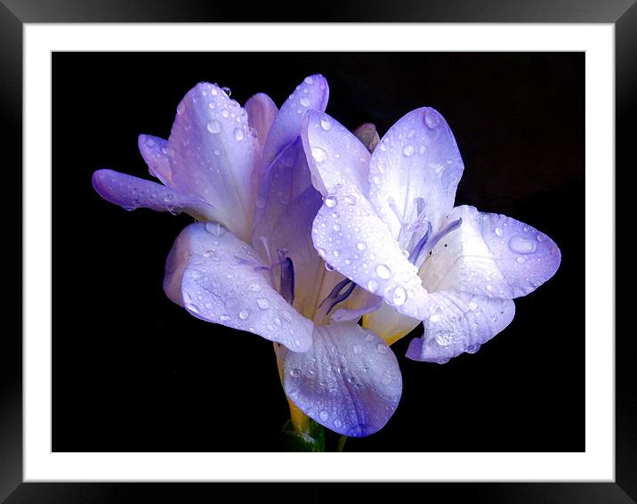 1464-blue freesia Framed Mounted Print by elvira ladocki