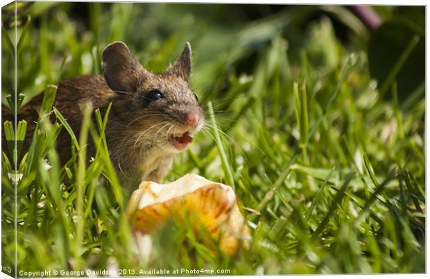 Field Mouse in the Grass Canvas Print by George Davidson