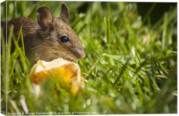 Field Mouse Posing Canvas Print by George Davidson