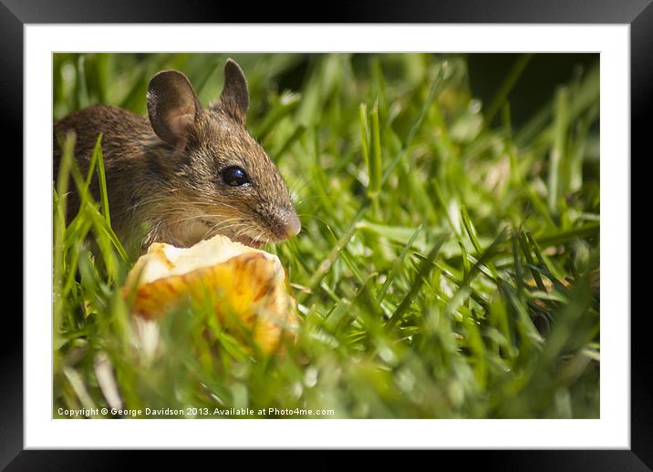 Field Mouse Posing Framed Mounted Print by George Davidson