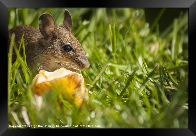 Field Mouse Posing Framed Print by George Davidson