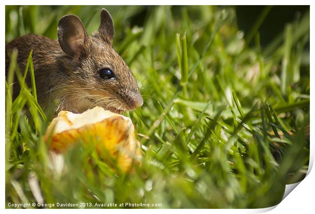 Field Mouse Posing Print by George Davidson
