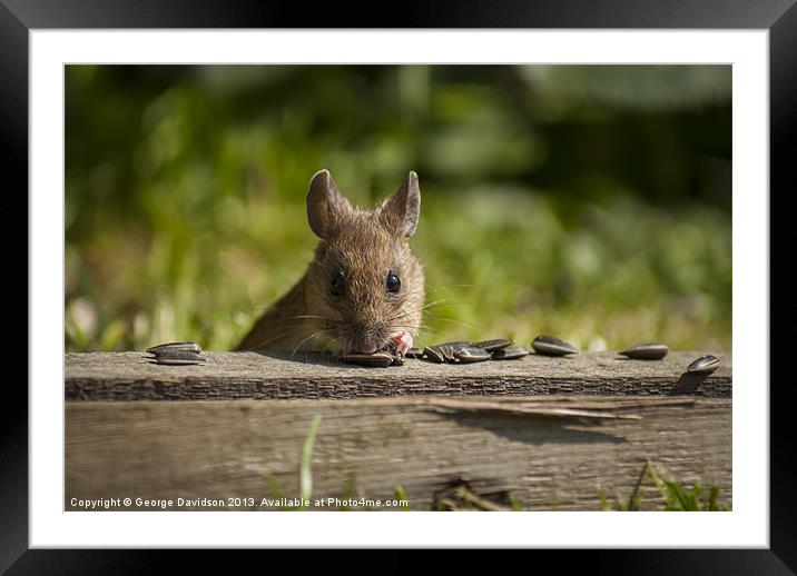 Field Mouse Watching Framed Mounted Print by George Davidson